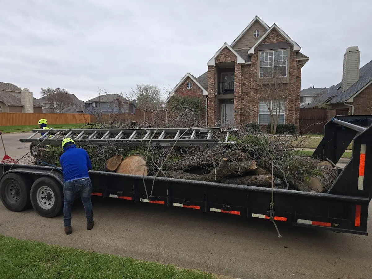 Expert Tree Removal with proper safety equipment in Scammon